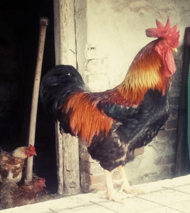 Jurtafarm - A Nomad Luxus *