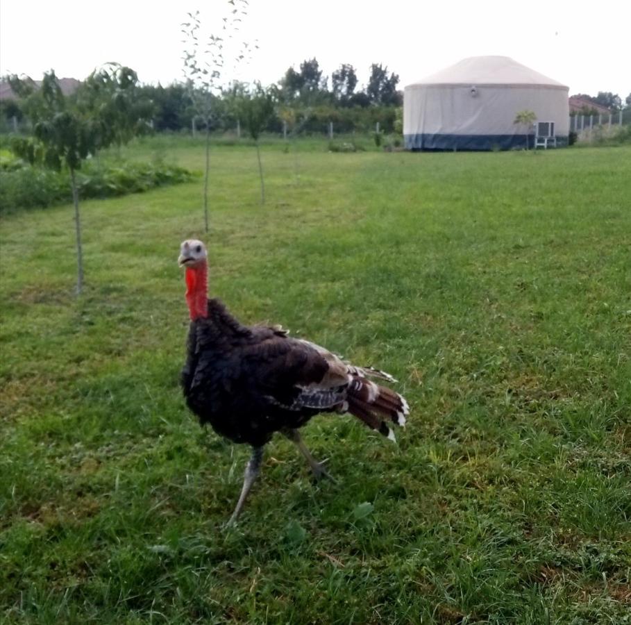 Jurtafarm - A Nomad Luxus Ráckeve
